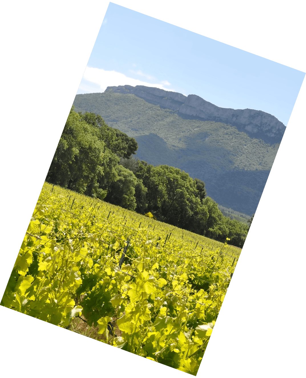 Vinification